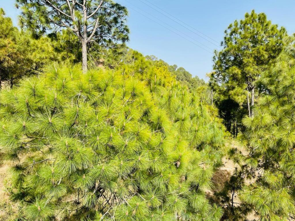 Hillcrest Heights Bed and Breakfast Kasauli Εξωτερικό φωτογραφία